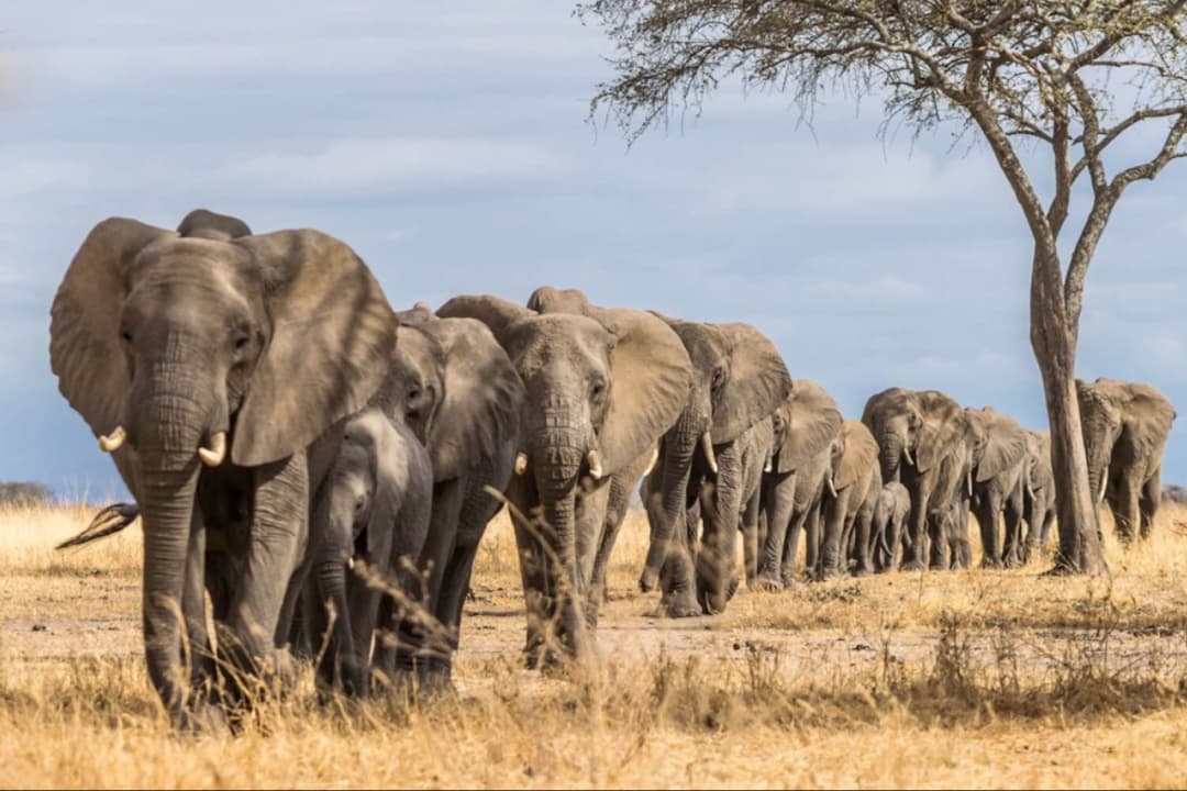 11 DAYS SAFARI TRIP TANZANIA AND ZANZIBAR