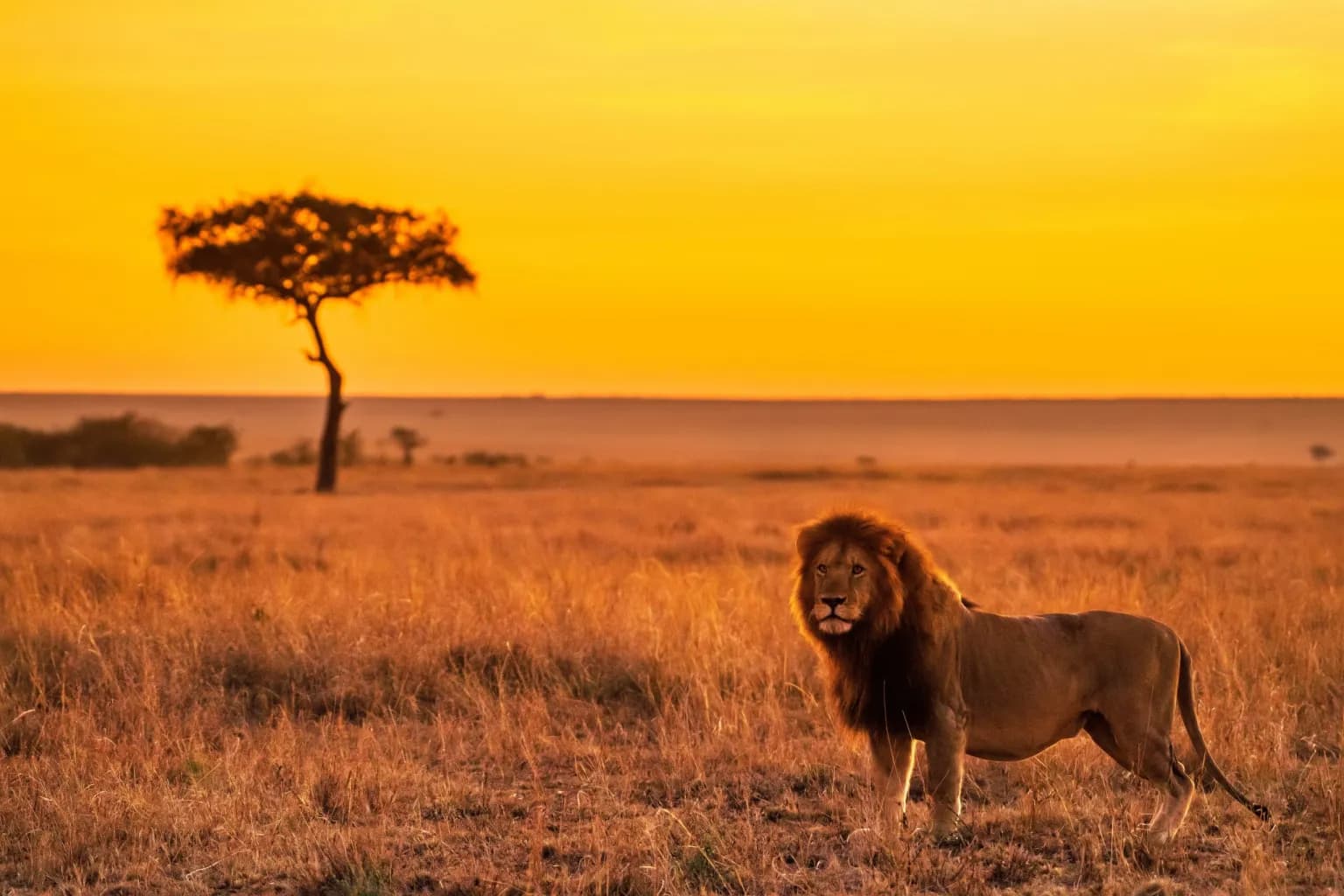 11 DAYS SAFARI TRIP TANZANIA AND ZANZIBAR