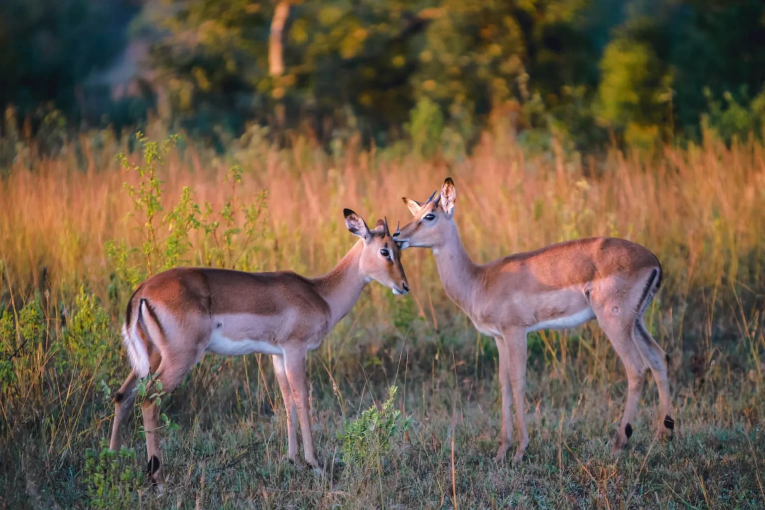 11 DAYS SAFARI TRIP TANZANIA AND ZANZIBAR