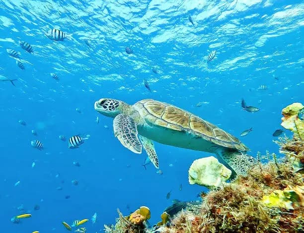 Sea Turtles in Zanzibar