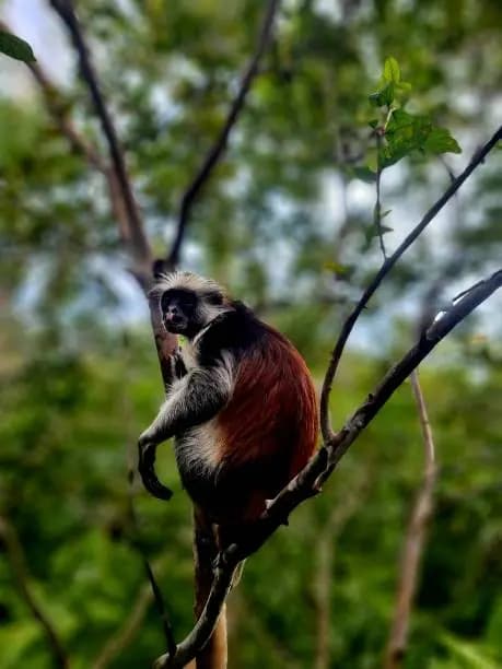 Endangered Zanzibar red colobus monkey with distinctive dark face and reddish-brown back perched on a tree branch in Jozani Forest