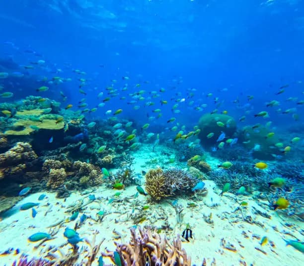 Zanzibar Sea Turtles: Where to See & Swim with Them
