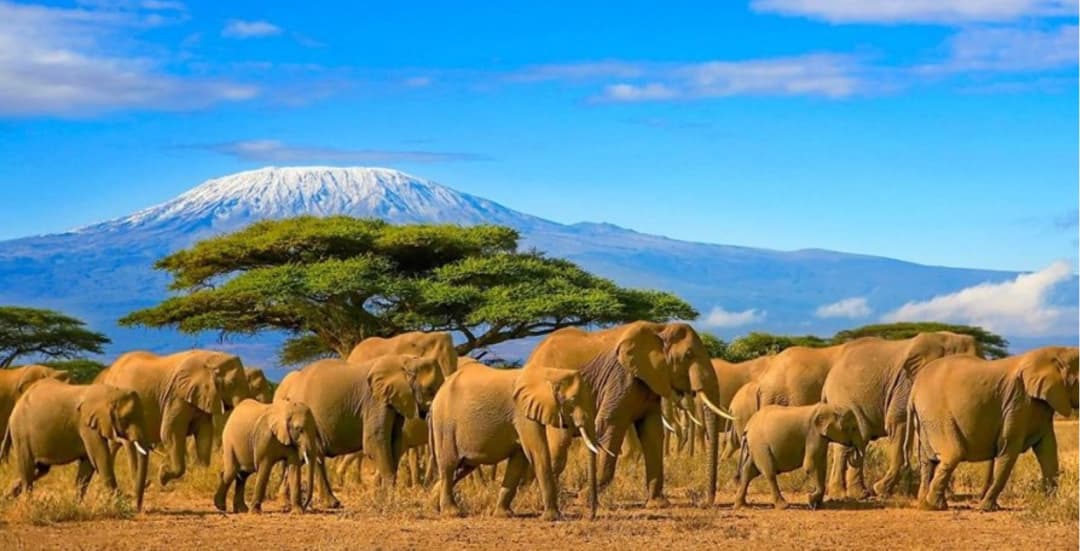 Safaris